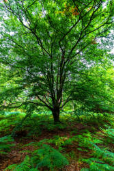 Ostsee Darßer Wald 2