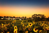 Sonnenblumen Ilbenstadt