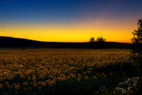 Sonnenblumenfeld Blaue Stunde