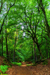 Ostsee Darßer Wald 3